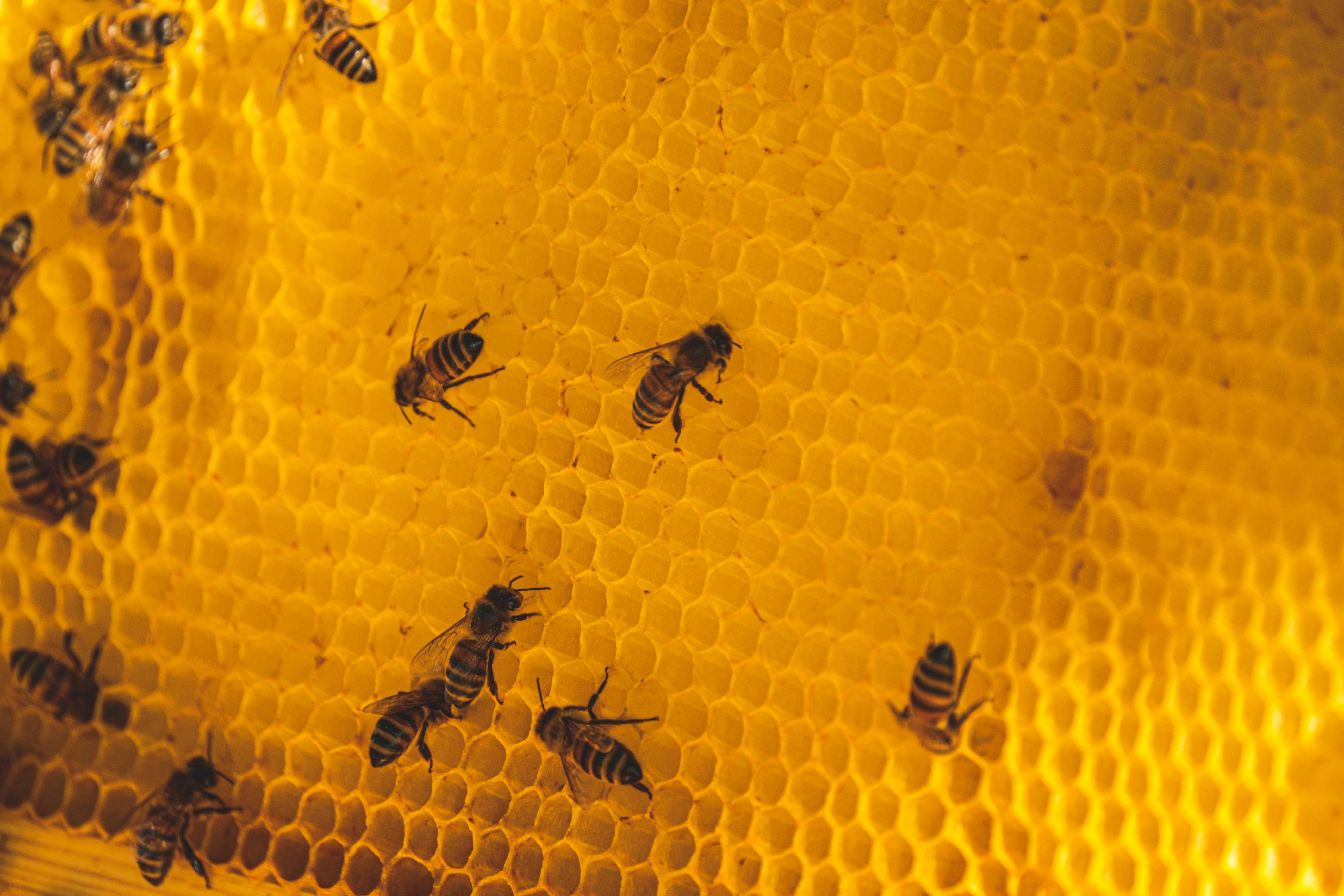 Organic Yellow Beeswax