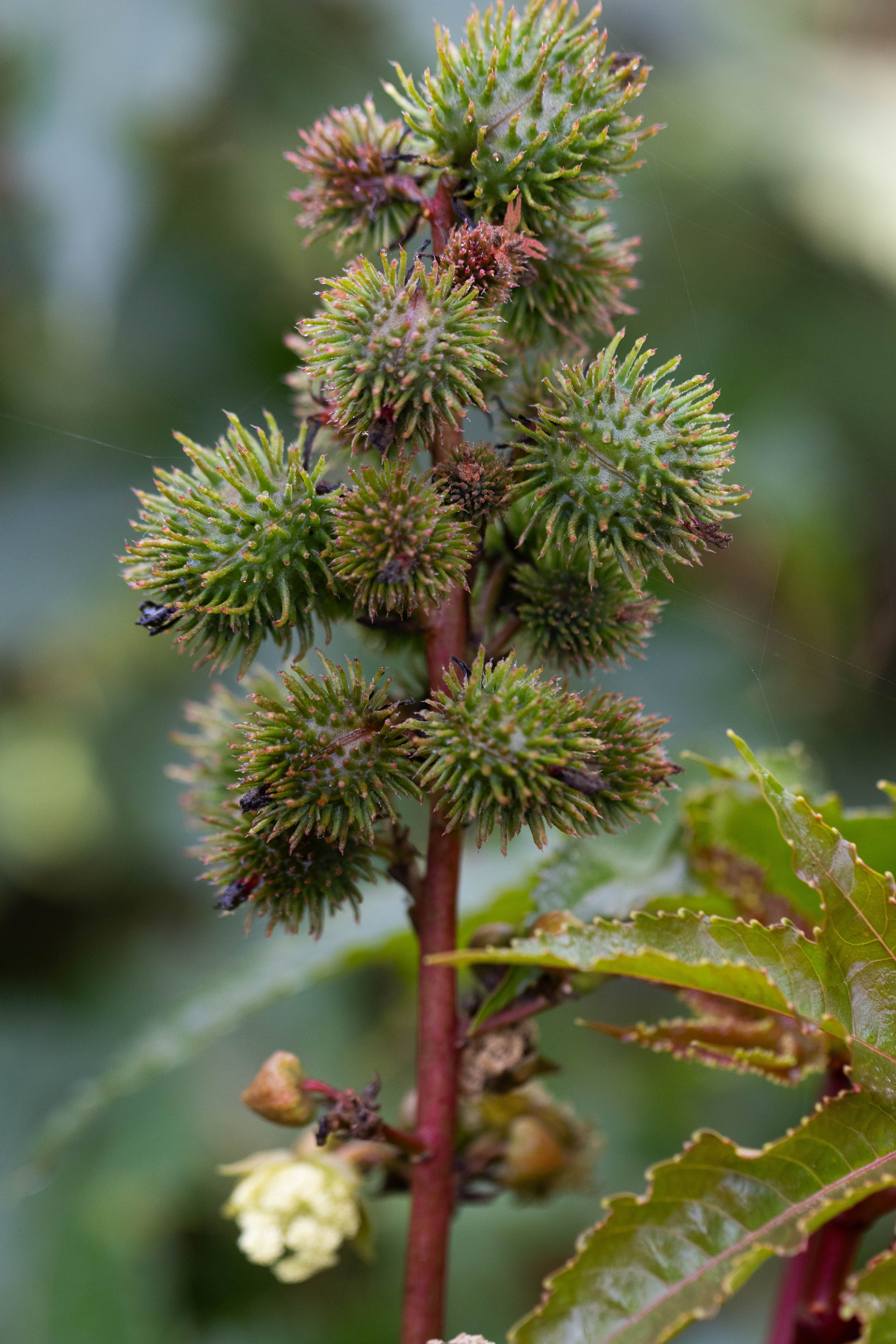 Organic Castor Oil